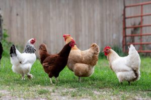 Royal hafoon poultry