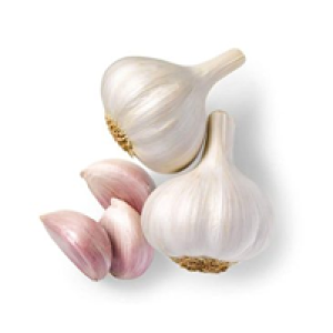 garlic
